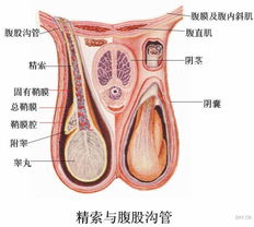 郑州治疗早泄费用的长尾关键词有什么