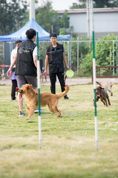 郑州训犬的长尾关键词有哪些