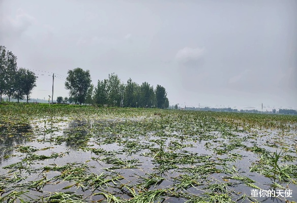 郑州暴雨植被有哪些特点